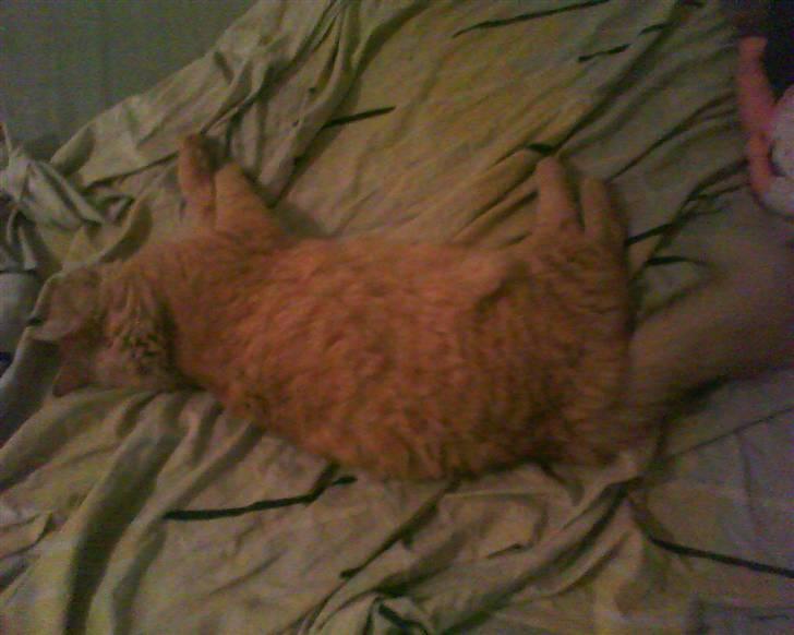 Maine Coon futte solgt billede 8