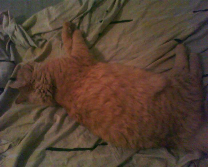 Maine Coon futte solgt billede 9