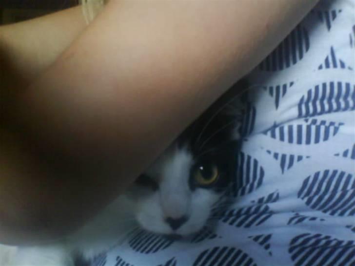 Huskat Silke billede 1