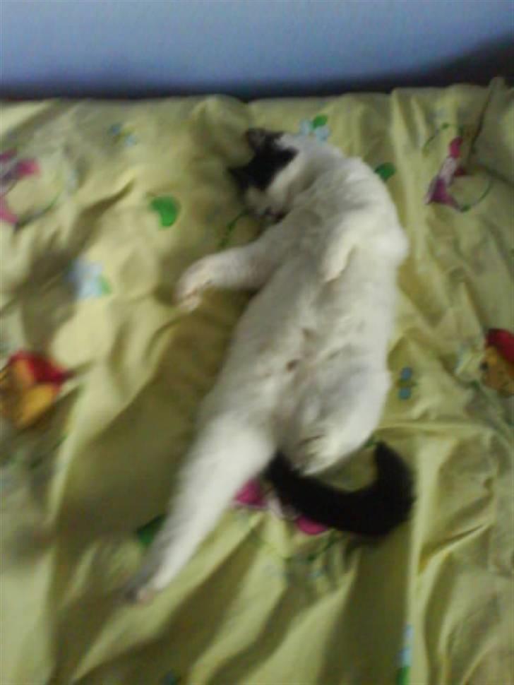 Huskat Silke billede 2