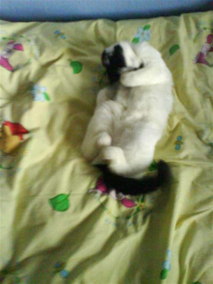 Huskat Silke billede 3