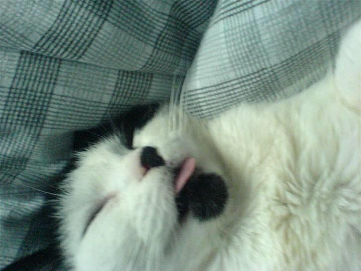 Huskat Silke billede 4