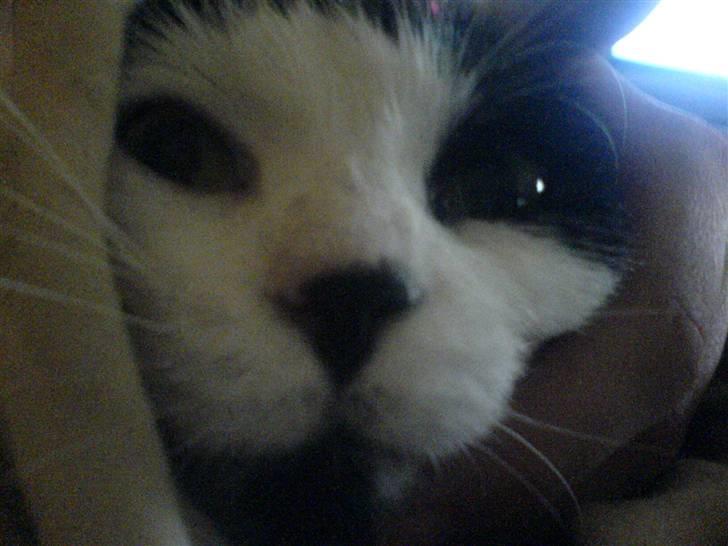 Huskat Silke billede 5