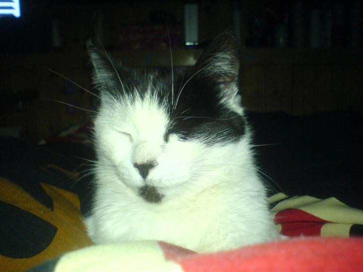 Huskat Silke billede 6