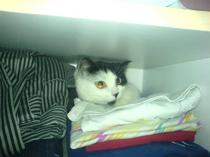 Huskat Silke - Dette billede er ikke redigeret. Jeg ved ikke hvordan hendes øjne kan se sådan ud (:  billede 7