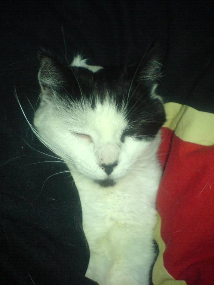 Huskat Silke billede 8