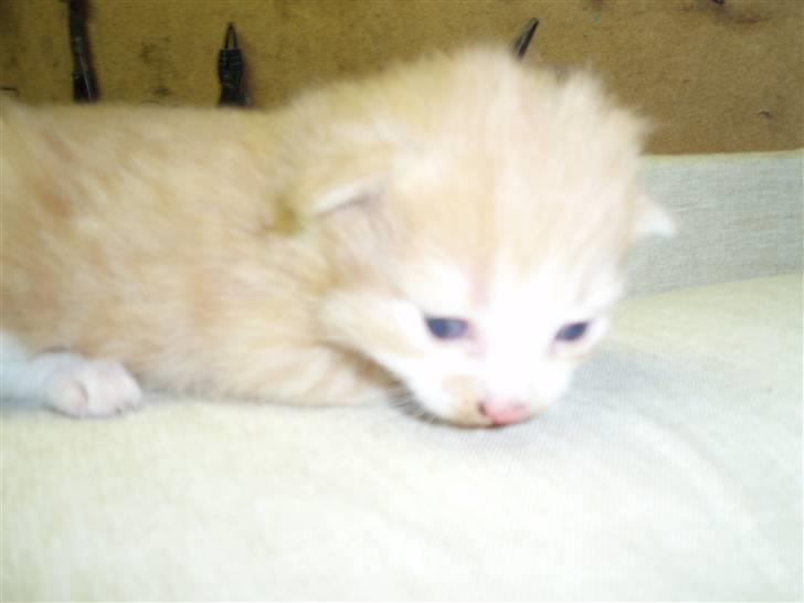 Blanding af racer Lui - 2 uger gammel.. billede 1