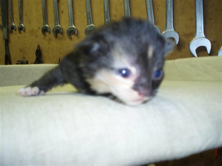 Blanding af racer Pføbe - 2 uger gammel.. billede 1