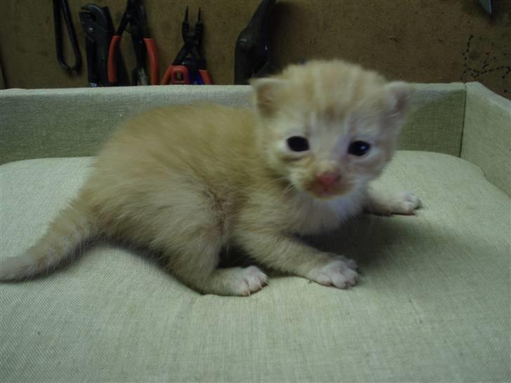 Blanding af racer Solgt - 2 uger gammel.. billede 1