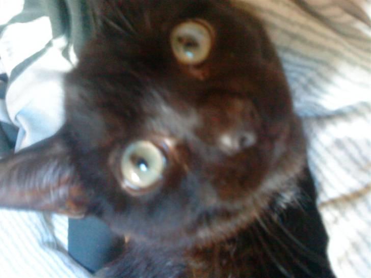 Huskat simba(død) - hans smukke øjen <3  billede 1