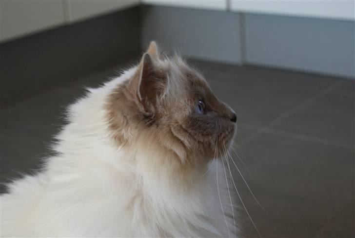 Hellig Birma Willem A. Donkersnoet billede 2