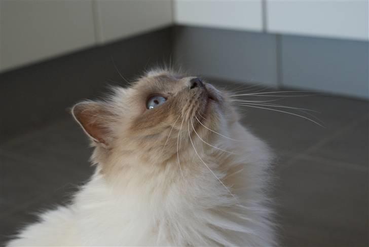Hellig Birma Willem A. Donkersnoet billede 3
