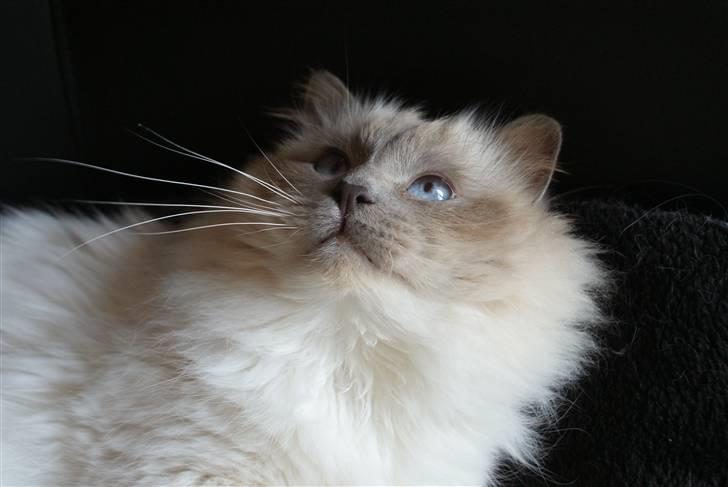 Hellig Birma Willem A. Donkersnoet billede 7