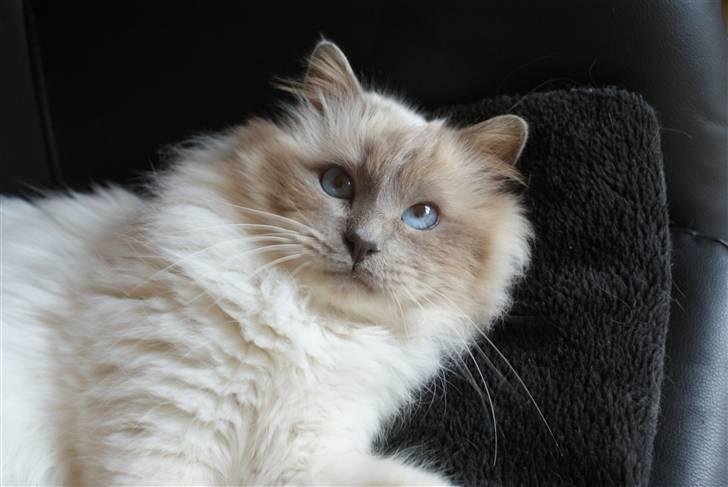 Hellig Birma Willem A. Donkersnoet billede 14