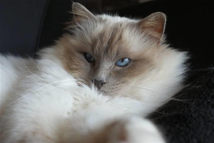 Hellig Birma Willem A. Donkersnoet billede 15