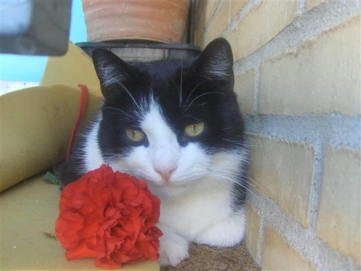 Huskat Emil billede 1