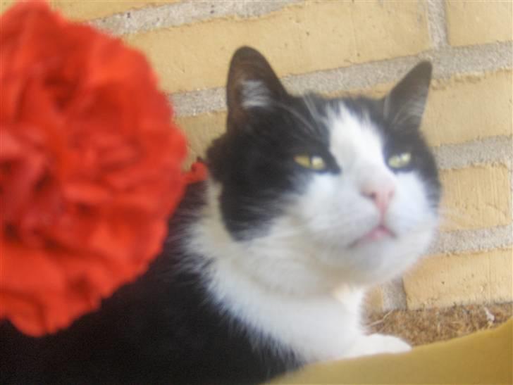 Huskat Emil billede 2