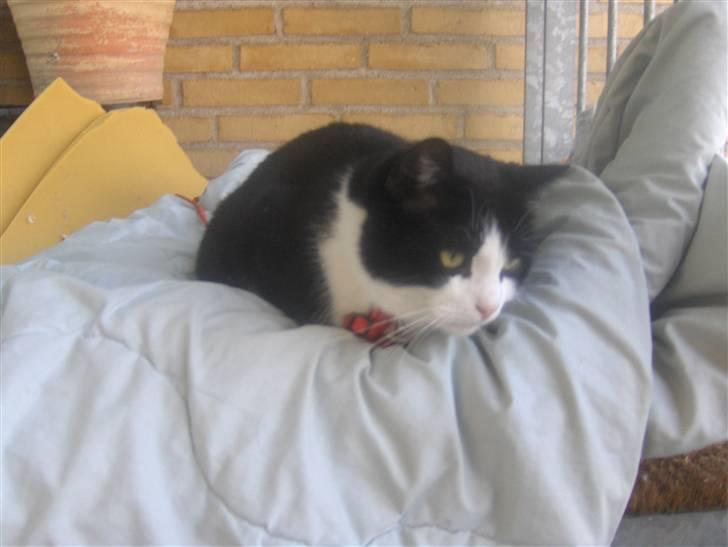 Huskat Emil billede 3