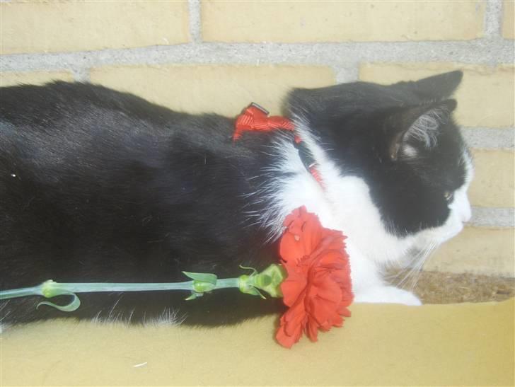 Huskat Emil billede 4