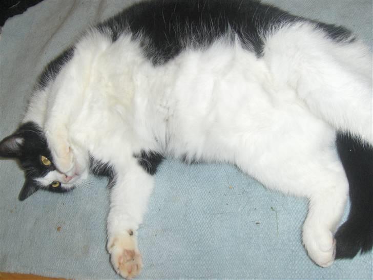 Huskat Emil billede 6