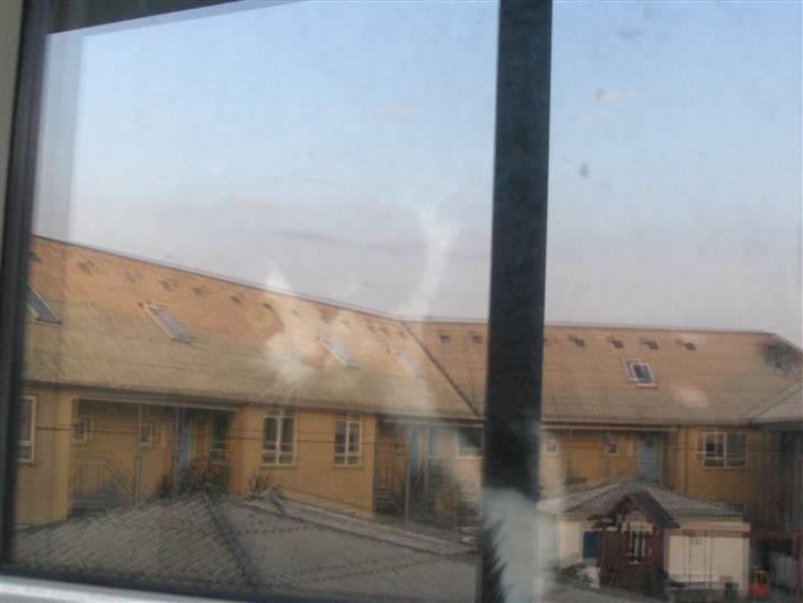 Huskat Emil billede 7