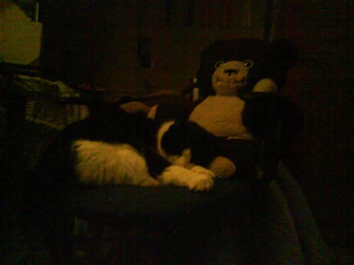 Huskat Emil billede 8