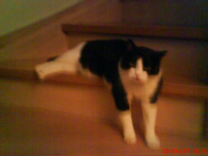 Huskat Emil billede 9