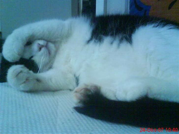 Huskat Emil billede 10