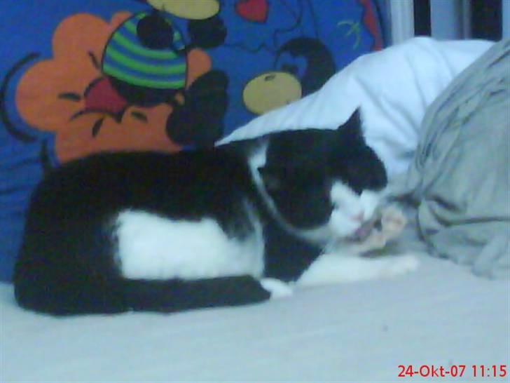 Huskat Emil billede 11