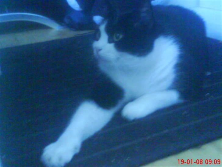 Huskat Emil billede 12