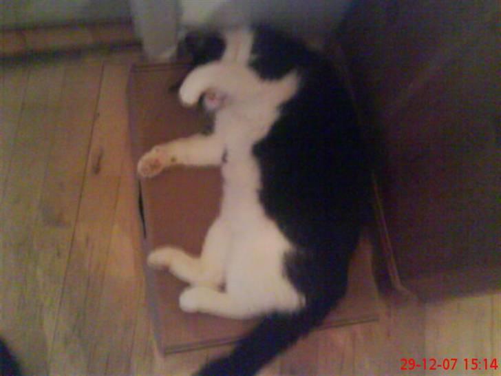 Huskat Emil billede 13