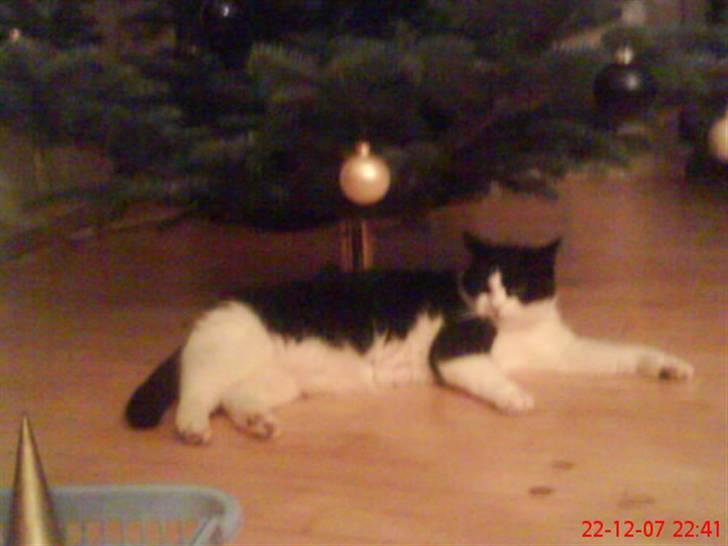 Huskat Emil billede 14