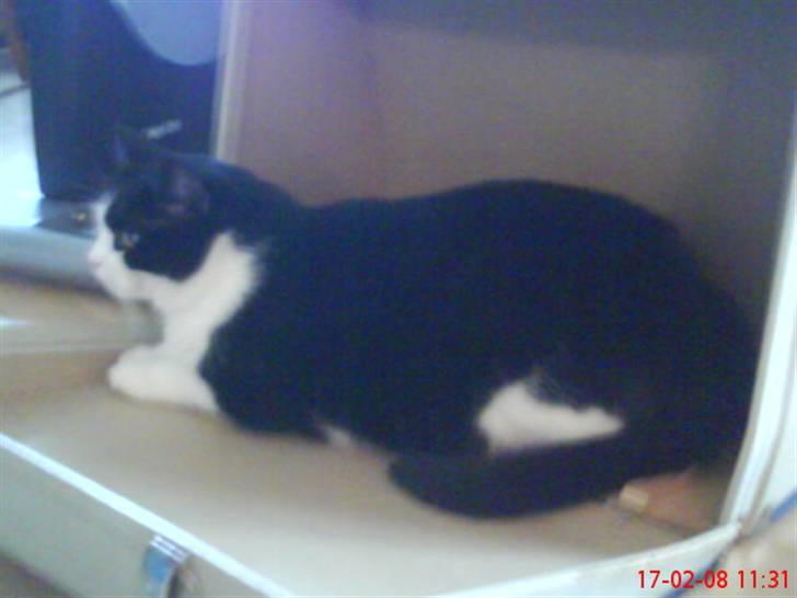 Huskat Emil billede 15