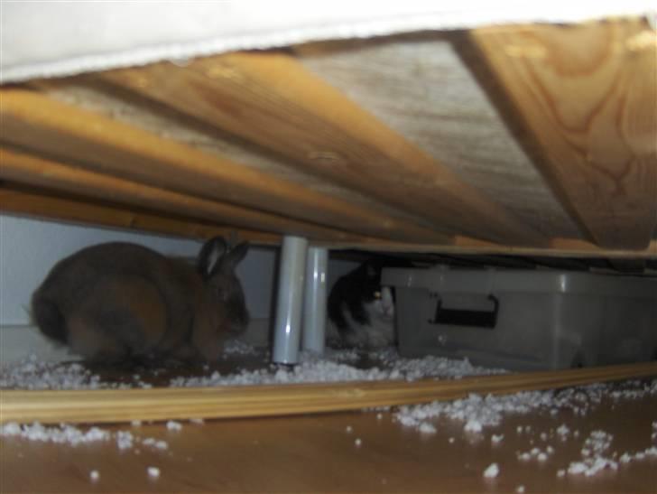 Huskat Emil billede 16