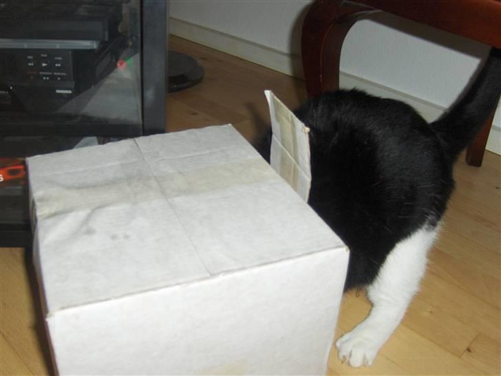 Huskat Emil billede 17