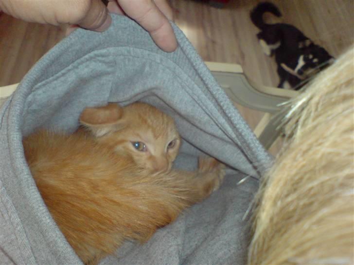 Blanding af racer Midde billede 1