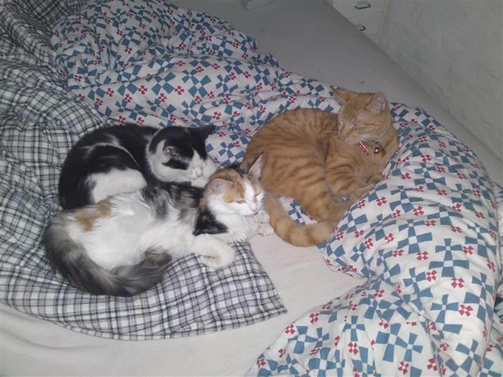 Blanding af racer Midde - Midde putter med Baby & Diva vores højt savnede Maincoon katte billede 2