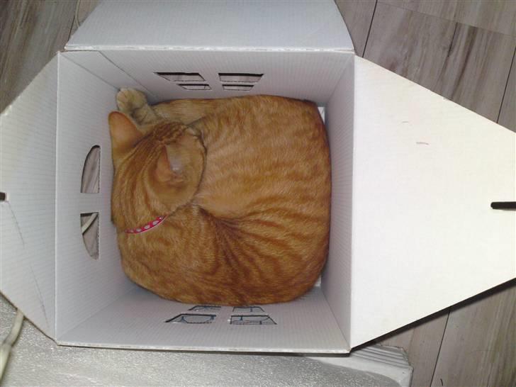 Blanding af racer Midde billede 3