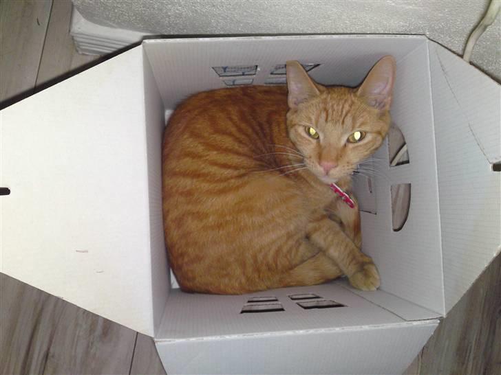 Blanding af racer Midde - Her bor jeg billede 4