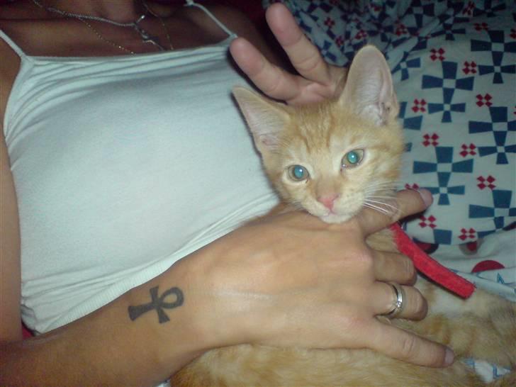 Blanding af racer Midde - hygger med min mór billede 6