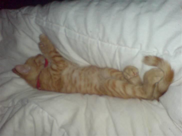 Blanding af racer Midde billede 7