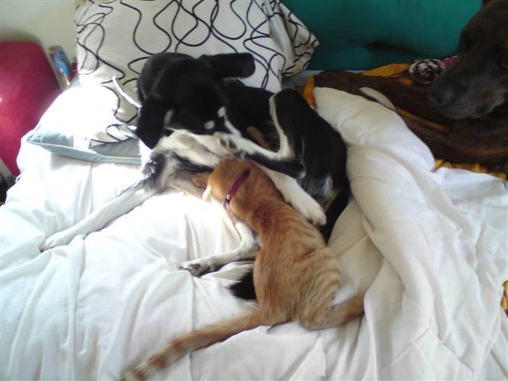 Blanding af racer Midde - Min ssøster Kahla & Jeg billede 8