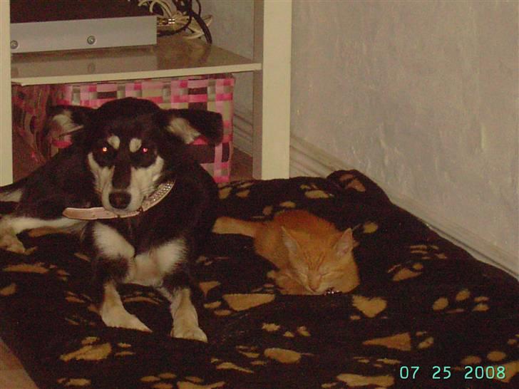 Blanding af racer Midde - Kahla & Midde billede 9