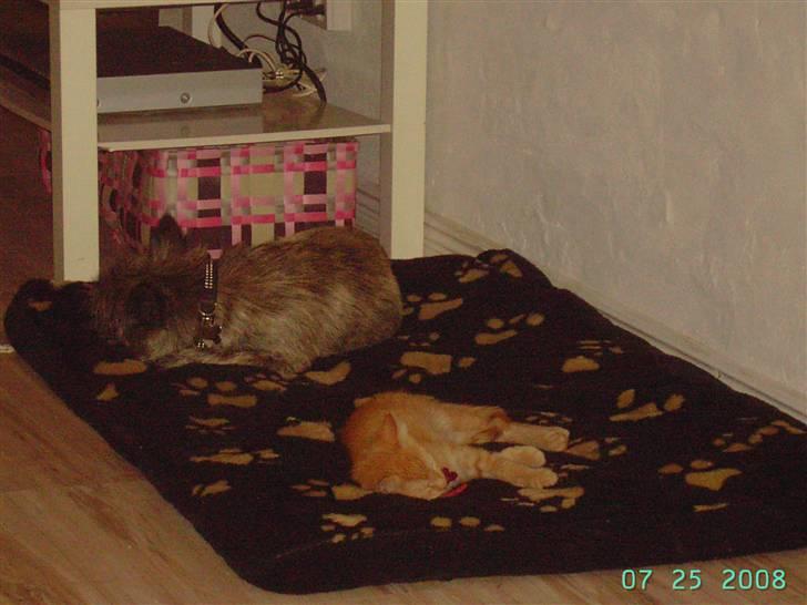 Blanding af racer Midde - Min Bror Waldemar og Jeg billede 10