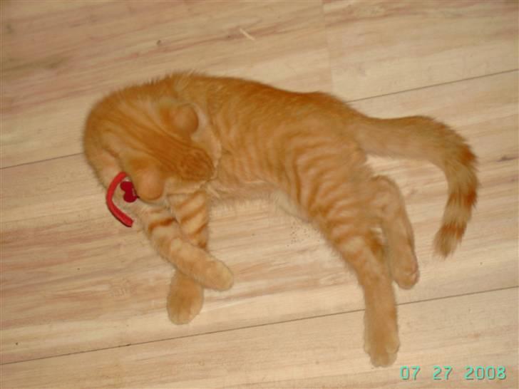 Blanding af racer Midde billede 11