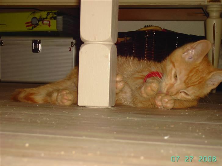 Blanding af racer Midde - Charme har man da lov at have. Læg mærke til min Mor har glemt at støvsuge, puhaaa Mor billede 12