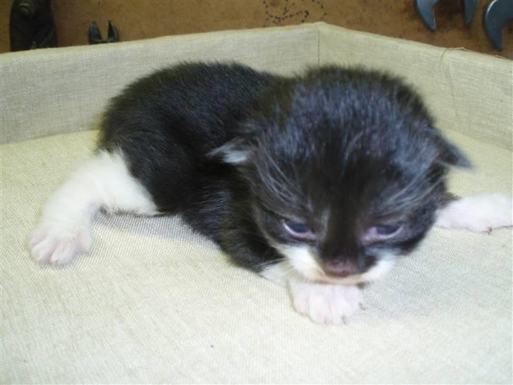 Blanding af racer Bertram (solgt) - 2 uger gammel.. billede 1