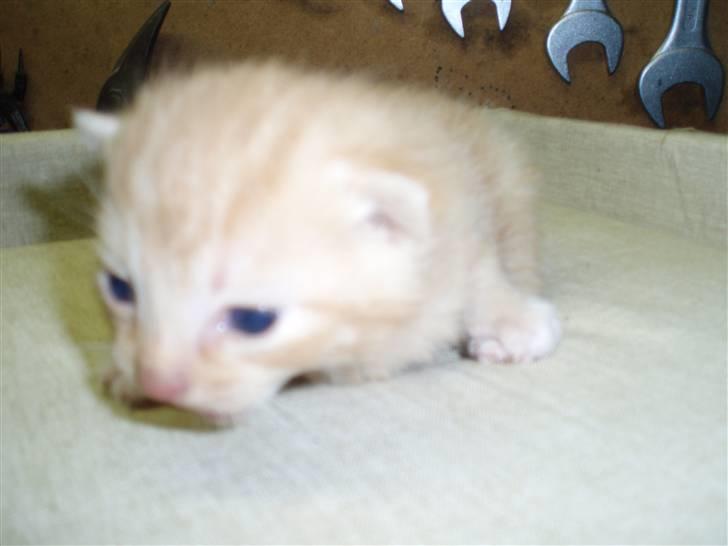 Blanding af racer Solgt - 2 uger gammel.. billede 1