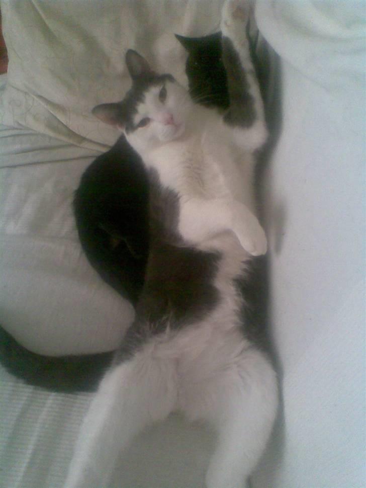 Huskat Hektor billede 6