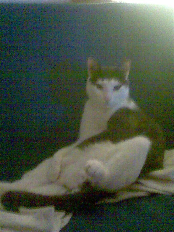 Huskat Hektor billede 7